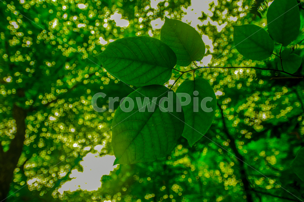 나무,잎,무늬,그린,녹색,여름,싱거러움,무더위,산,등산,식물,자연,plants,nature