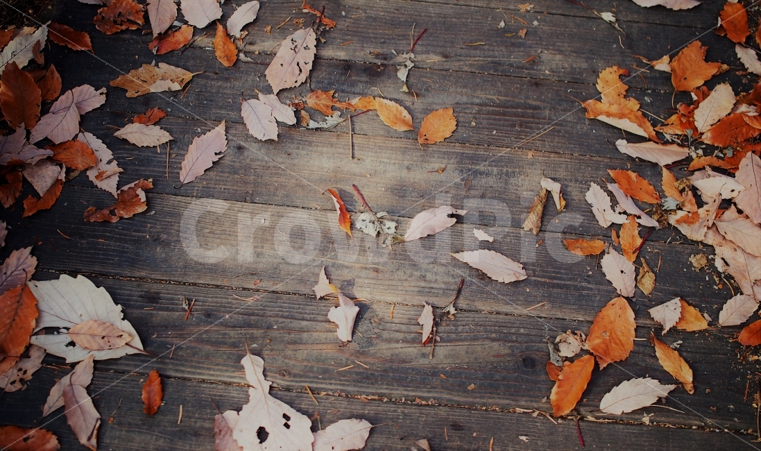	단풍,가을,낙엽,식물,나뭇잎,자연,필름,감성,분위기,데크,가을,계절,fall,autumn,season,식물,자연,plants,nature,감성,sensible,feeling,plant,leaf,잎,tree,나무