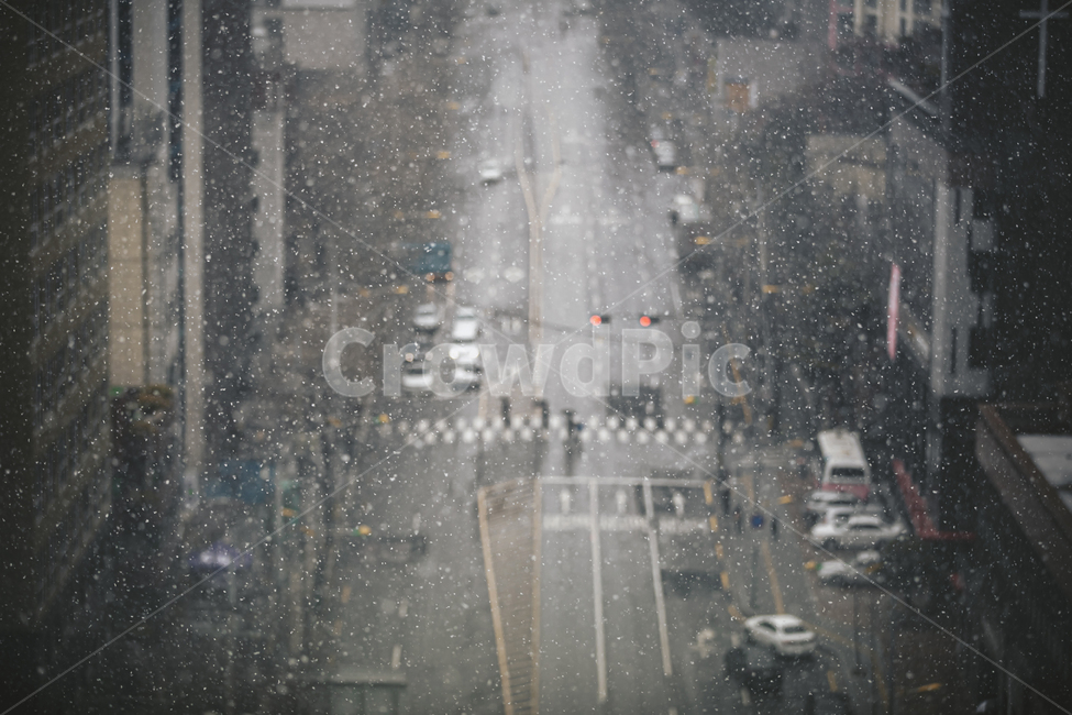 거리,신호등,도로,눈,눈오는날,겨울,건널목,차량,서울
