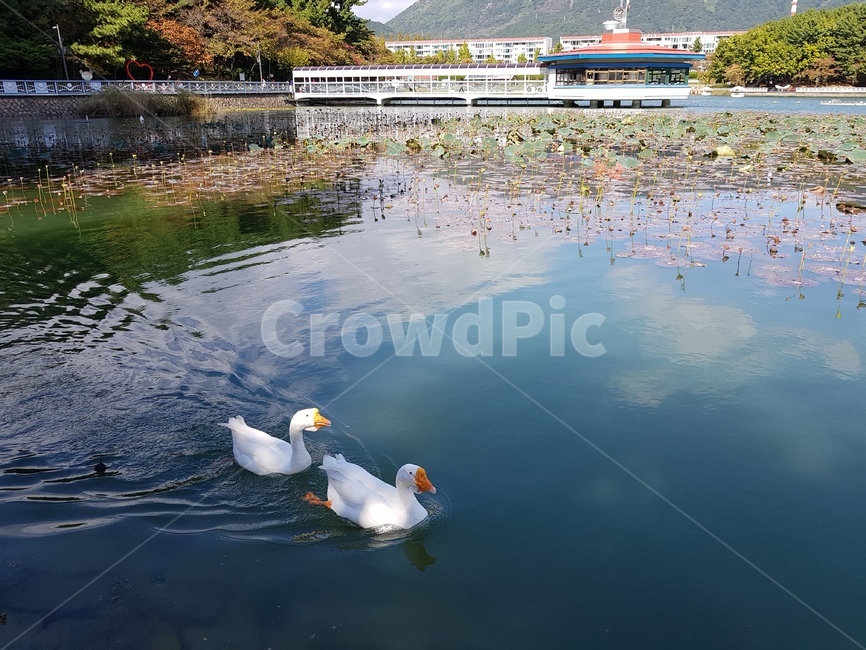 저수지,오리,푸른하늘,한쌍,창원,동물,animal,조류,새,birds