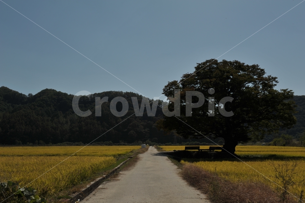 가을,아름다운길,원정리,논,추수,자연,풍경,nature,landscape,시골,마을,country,rural,town,한국자연풍경,한국자연경관,korea nature landscape,outdoors,옥외