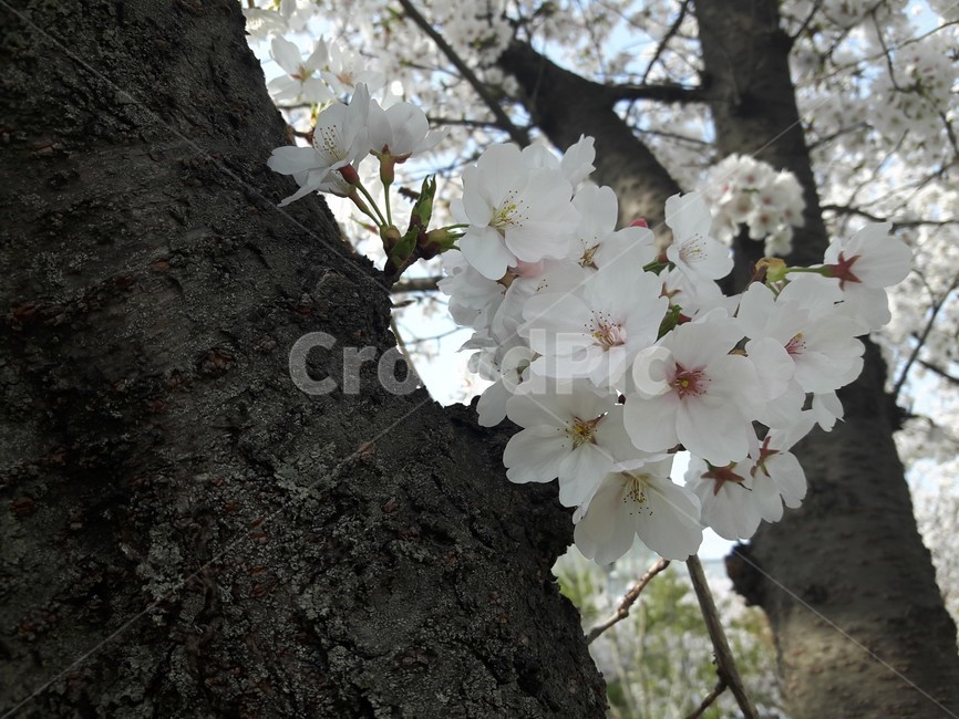 벗꽃,봄,꽃,햇살,나무,봄,계절,spring,season,자연,풍경,nature,landscape,식물,plants,꽃,flower,나무,trees,wood,plant,blossom