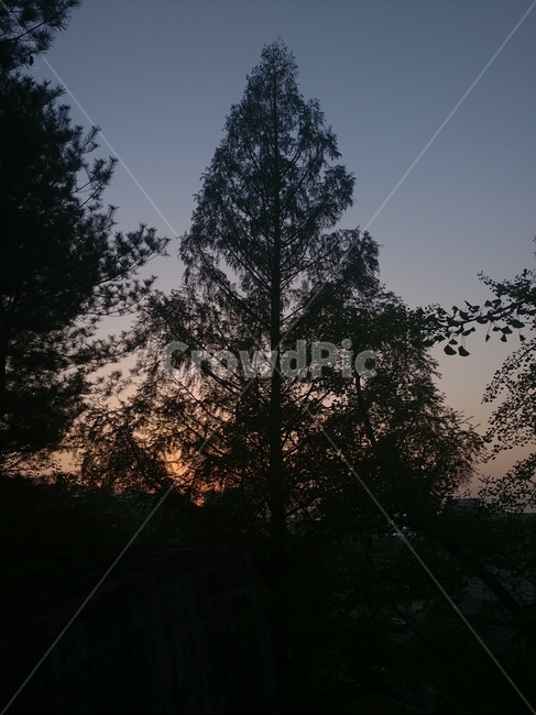나무,노을,따뜻함,신비함,감성,빈티지,tree,sunset,nature,landscape,자연,풍경,nature,landscape,식물,plants,나무,trees,wood,실루엣,그림자,silhouette,shadow,outdoors,옥외