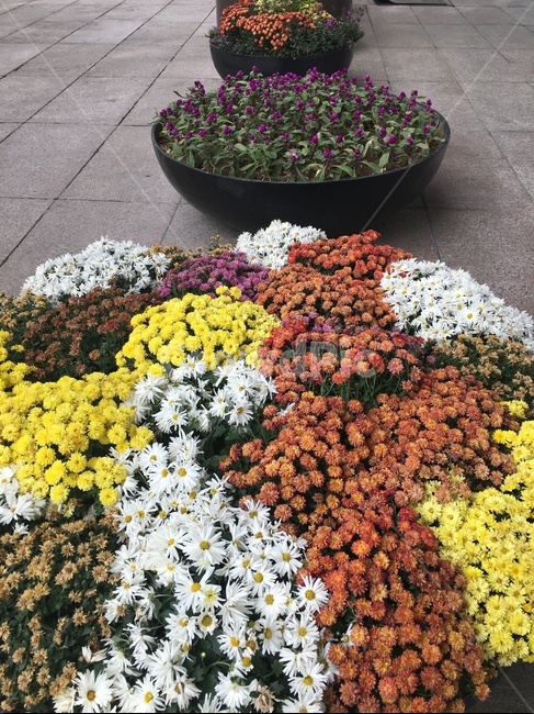 flagstone,판석,plant,식물,꽃,옥외