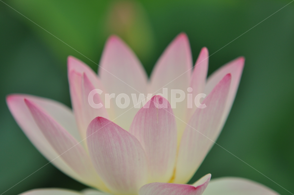 연꽃,수련,꽃,연,연꽃잎,flower,식물,자연,plants,nature,꽃,flower