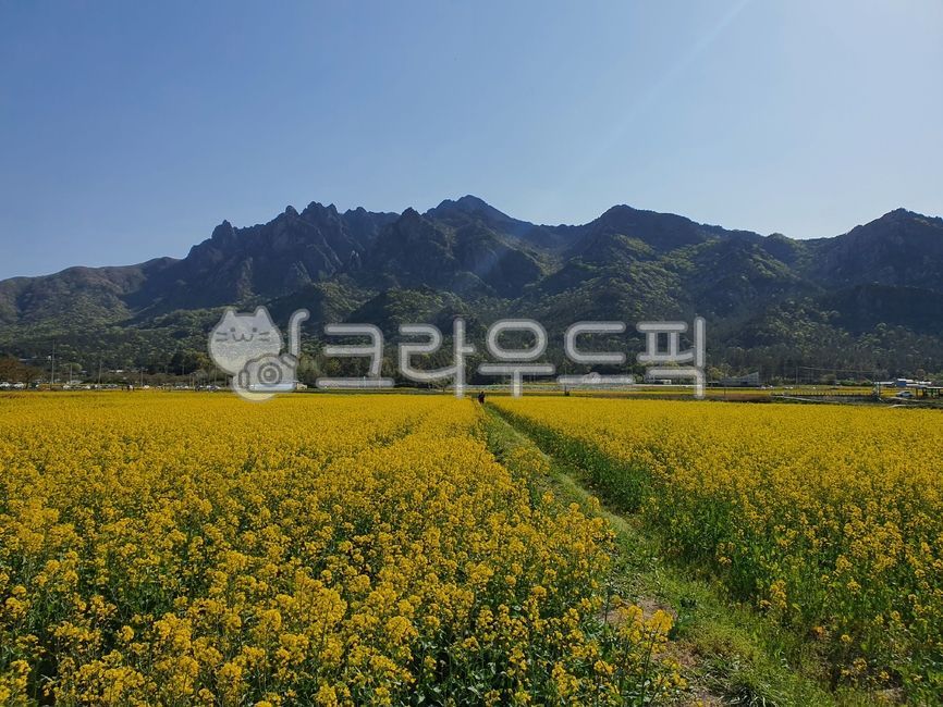 영암유채꽃,영암월출산,월출산유채꽃,유채꽃,월출산