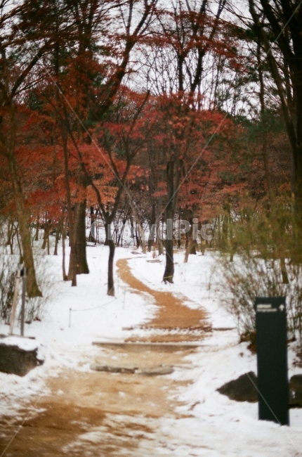 나무,겨울,풍경,필름사진,행복,하늘,대한민국,서울,눈,tree,winter,landscape,film,happy,sky,korea,seoul,겨울,계절,winter,season,자연,풍경,nature,landscape,식물,plants,나무,trees,wood,감성,sensible,feeling,plant