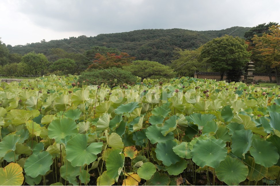 연,연꽃,연잎,식물,늪,자연,연꽃밭,자연,풍경,nature,landscape,한국자연풍경,한국자연경관,korea nature landscape,식물,plants,plant