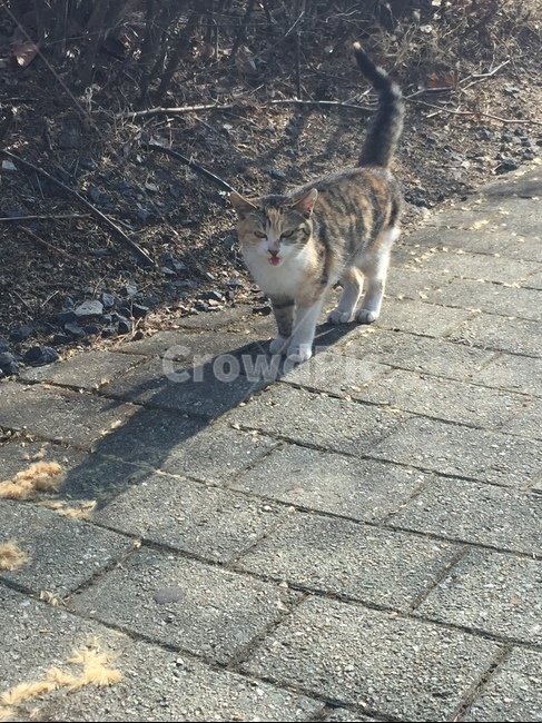 고양이,길냥이,코숏,길고양이,코리안숏헤어
