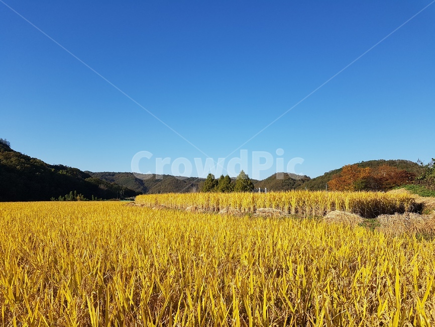 가을들녘,들,nature,자연,농장,농촌,감성,가을,하늘,농업,농사,agriculture,farming,farming industry