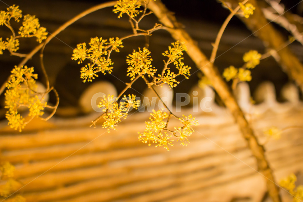 식물,양봉장과,꽃,flower,blossom,plant
