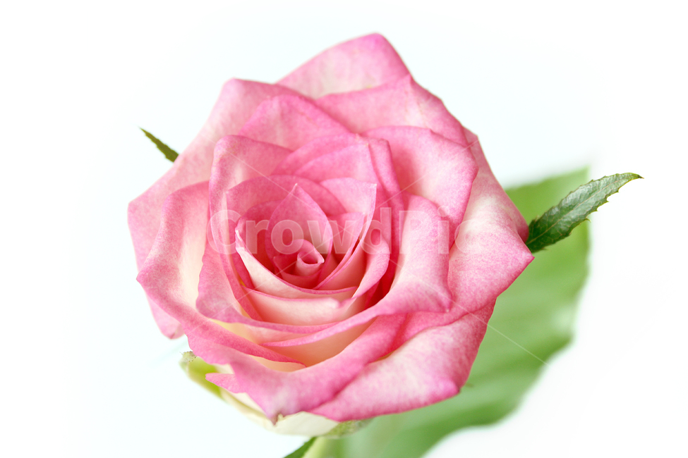 꽃,장미,장미꽃,핑크,생화,rose,flower,pink,신선한,식물,사랑,로맨스,love,romantic,roseflower,fresh,plant,식물,자연,plants,nature,꽃,flower,기념일,축하,anniversary,congratulation,celebrate,celebration