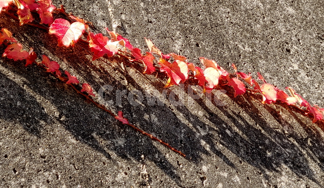 담쟁이,넝쿨,가을,식물,나무,가을,계절,fall,autumn,season,식물,자연,plants,nature,leaf,잎,plant,tree,ground,바닥