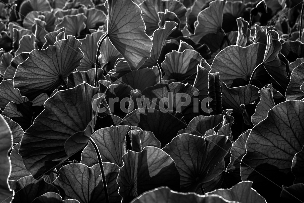 연,연밭,연잎,수생,식물,식물,자연,plants,nature,흑백,모노톤,monochrome,black and white