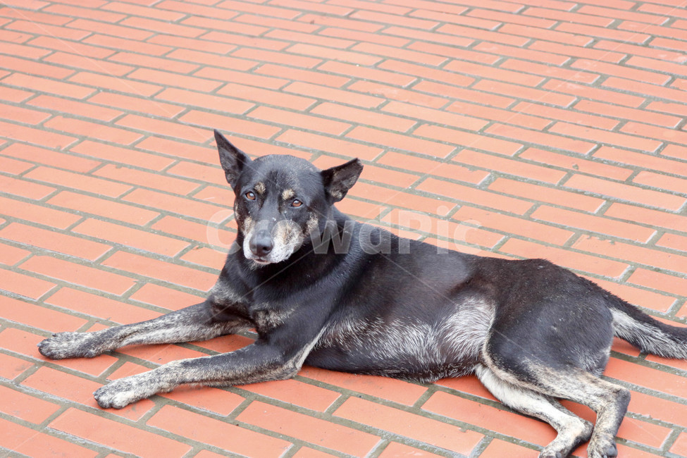 개,강아지,동물,반려견,애완견,도베르만,animal,dog,생명,동물,animal,포유류,mammal,개,강아지,dog,doggy