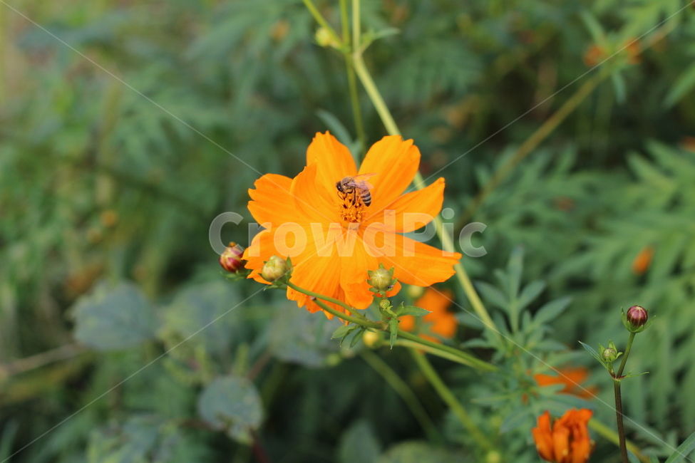황화코스모스,벌,꿀벌,코스모스,가을,꽃,식물,자연,plants,nature,꽃,flower