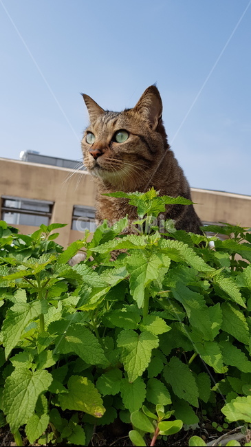 고양이,자연,동물,사랑스러움,여름,가족,하늘,옥상
