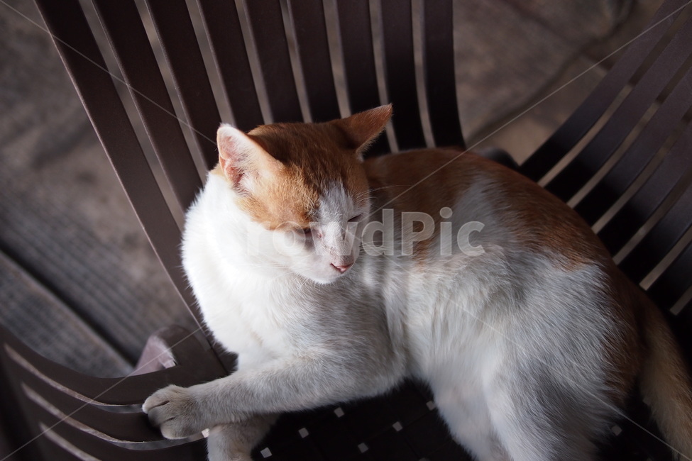 고양이,cat,애완동물,animal,mammal,포유류,동물,pet,동물,animal,포유류,mammal,고양이,cat,kitten,kitty