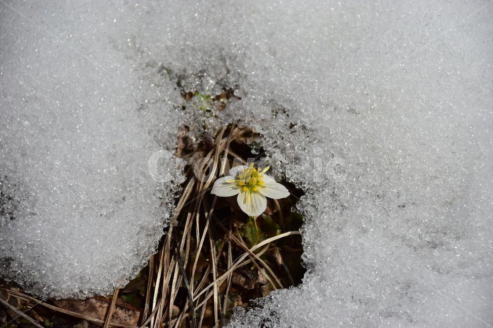 모데미풀,야생화,봄,눈,설중,꽃,풀꽃,자연,식물,식생,감성,힐링,plants,nature,spring,season,flower,emotion,feeling,흰색,초본,너도바람꽃속