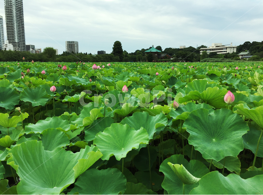 연꽃,식물,자연,꽃,공원,lotus,plant,nature,flower,park,식물,자연,plants,nature,꽃,flower