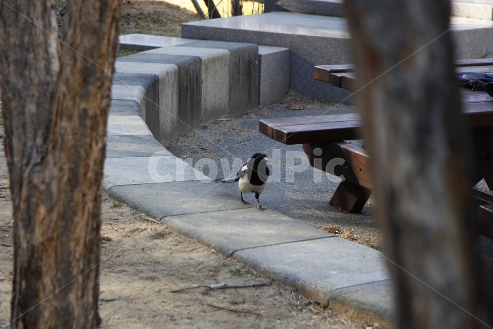 bird,새,animal,동물,까치
