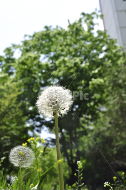푸름,홀씨,자연,감성,초록,민들레,식물,자연,plants,nature