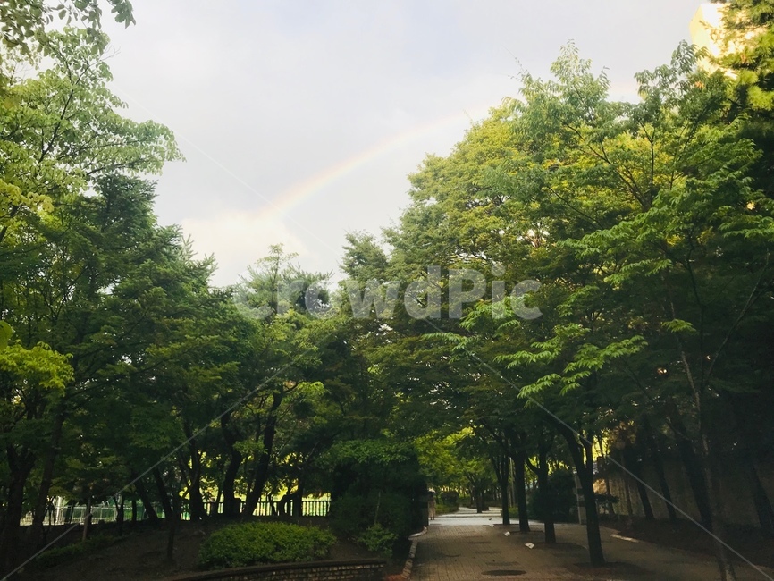 무지개,공원무지개,rainbow,길,자연