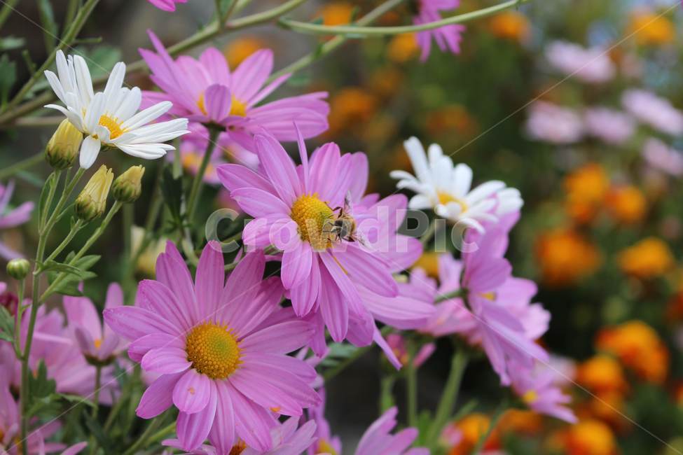 plant,식물,flower,꽃,blossom,코스모스,cosmos,식물,자연,plants,nature,꽃,flower