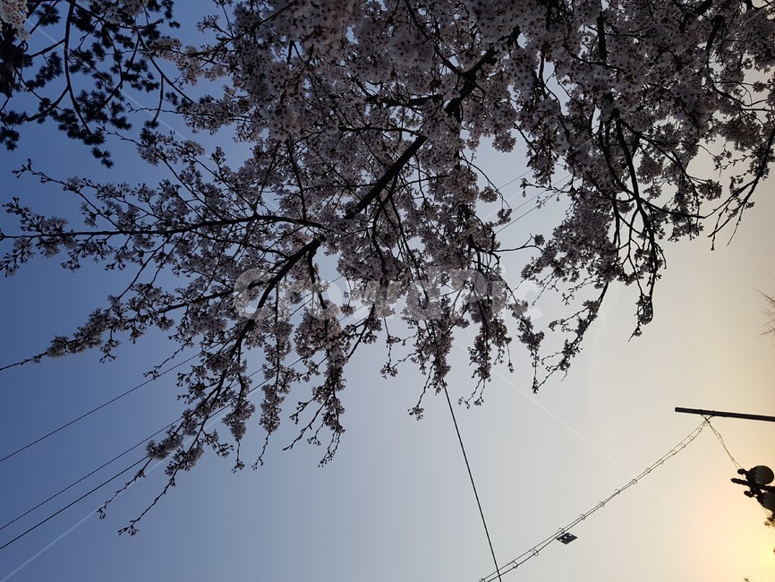벚꽃,cherryblossoms,노을,sunset,하늘,sky