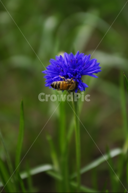 잎,꽃,flower,식물,plant,자연,nature,식물,자연,plants,nature,꽃,flower