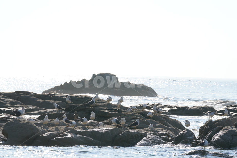 바다,바닷가,해변,바위,파도,경치,풍경,자연,물,sea,여름