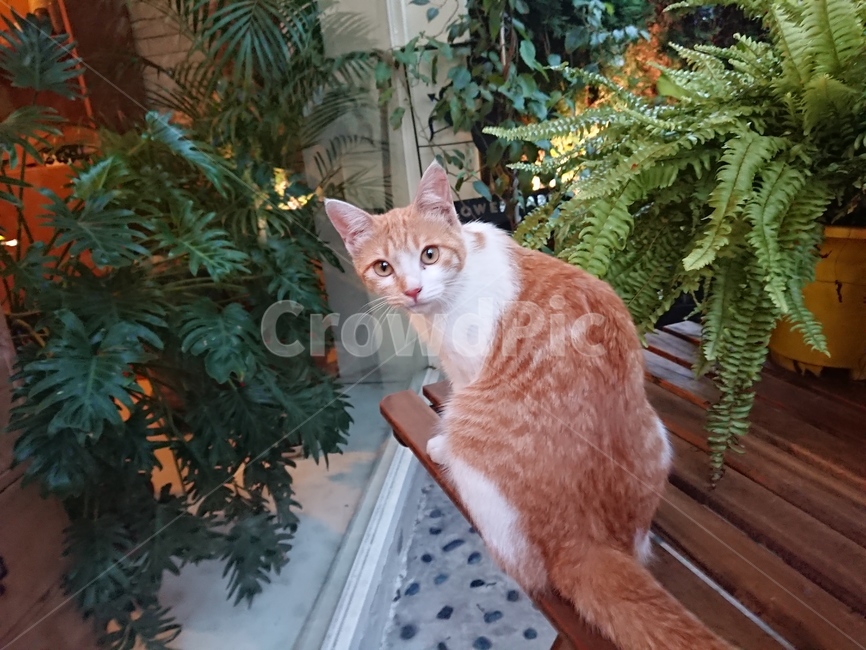 길고양이,노란고양이,고양이눈,고양이,치즈고양이,동물,animal,포유류,mammal,고양이,cat,kitten,kitty