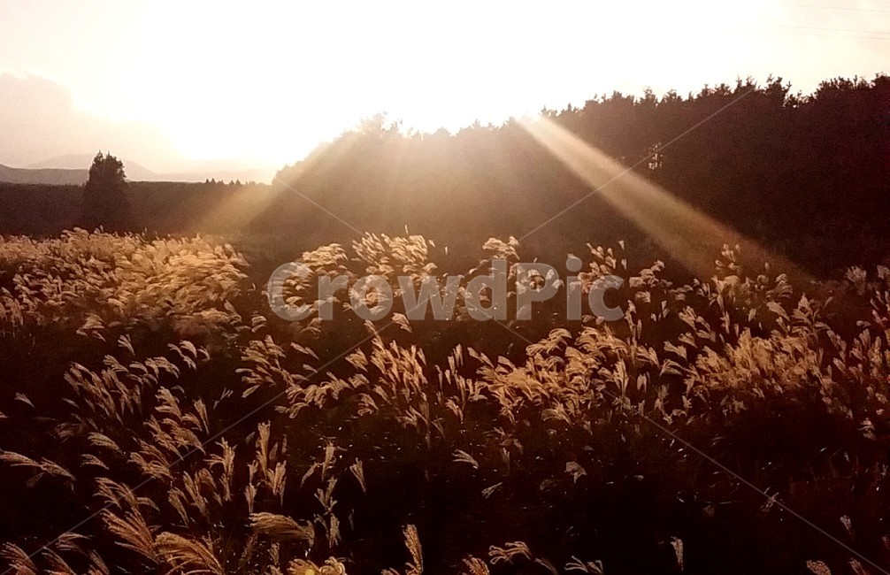 해질녘,일몰,노을,가을,제주도,산,대한민국,한국관광명소,koreanaturelandscape,healing,자연,풍경,가을,계절,fall,autumn,season,자연,풍경,nature,landscape,flare,플레어,light,빛,sunlight,햇빛,grass,잔디,plant,식물