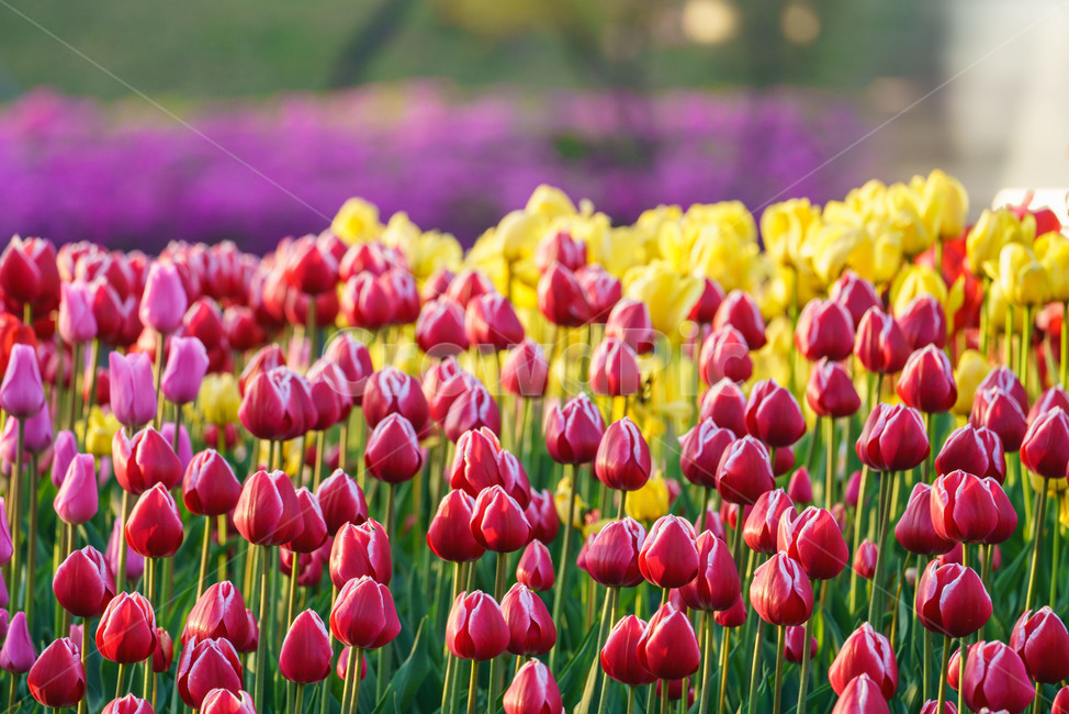 꽃,튜울립,튤립자연,식물,flower,tulip,plants,식물,자연,plants,nature,꽃,flower