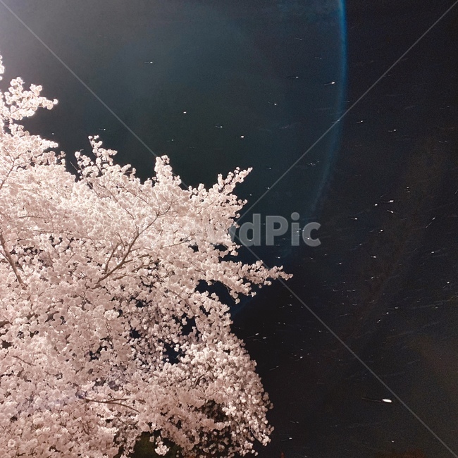 벛꽃,밤,밤하늘,별빛,봄