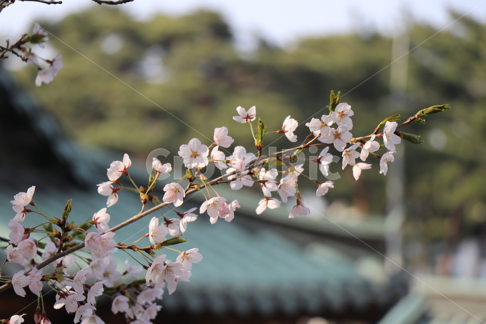 꽃,봄,4월,계절,벚꽃,봄,계절,spring,season,plant,식물,blossom,flower