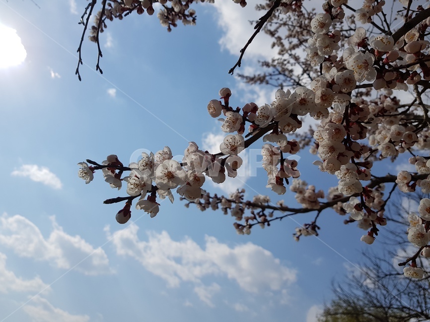 풍경,경치,벚꽃,꽃,나무,가지,봄,계절,spring,season,식물,자연,plants,nature,꽃,flower,plant,blossom
