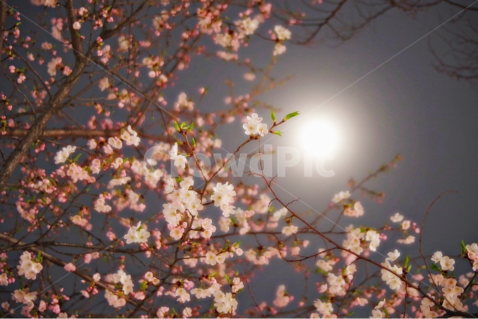 식물,벚꽃,밤,달,벚꽃놀이,밤벚꽃,봄,계절,spring,season,야경,밤,풍경,nightscape,night,landscape,식물,자연,plants,nature,꽃,flower,plant,blossom,cherry blossom