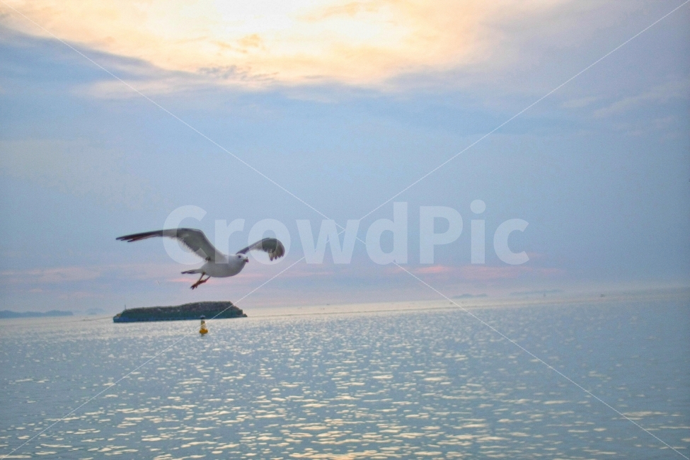 바다,갈매기,하늘,자연,날다,새,푸름,동해바다,sea,bird,fly,sky,landsacpe,blue,동물,animal,조류,새,birds