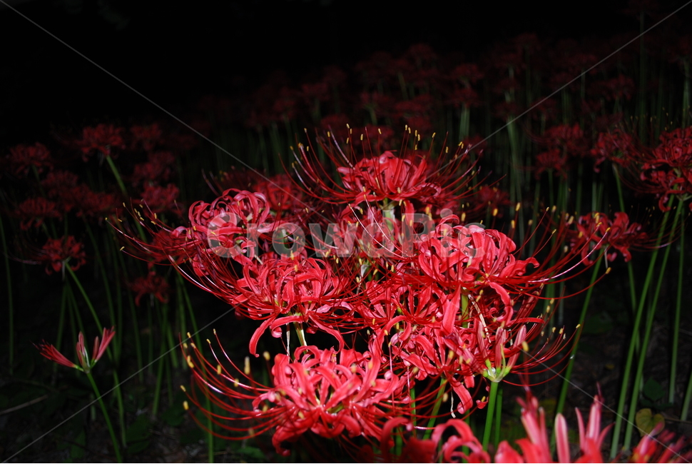 영광,불갑사,꽃무릇,상사화,축제,식물,자연,plants,nature,꽃,flower