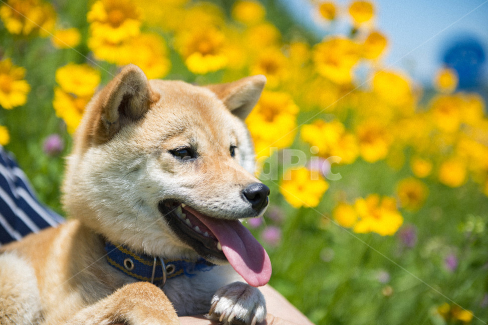 시바견,꽃개,산책,강아지,꽃밭,노란꽃,동물,animal,포유류,mammal,개,강아지,dog,doggy