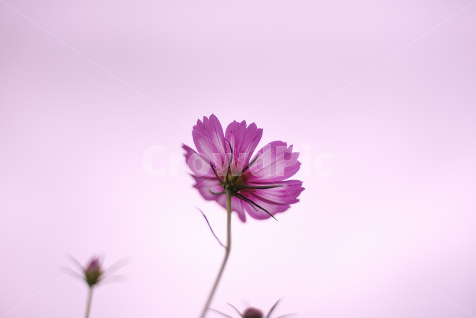 코스모스,꽃,플라워,식물,flower,가을,계절,fall,autumn,season,식물,자연,plants,nature,꽃,flower,plant,daisy,데이지,blossom,daisies,petal,꽃잎
