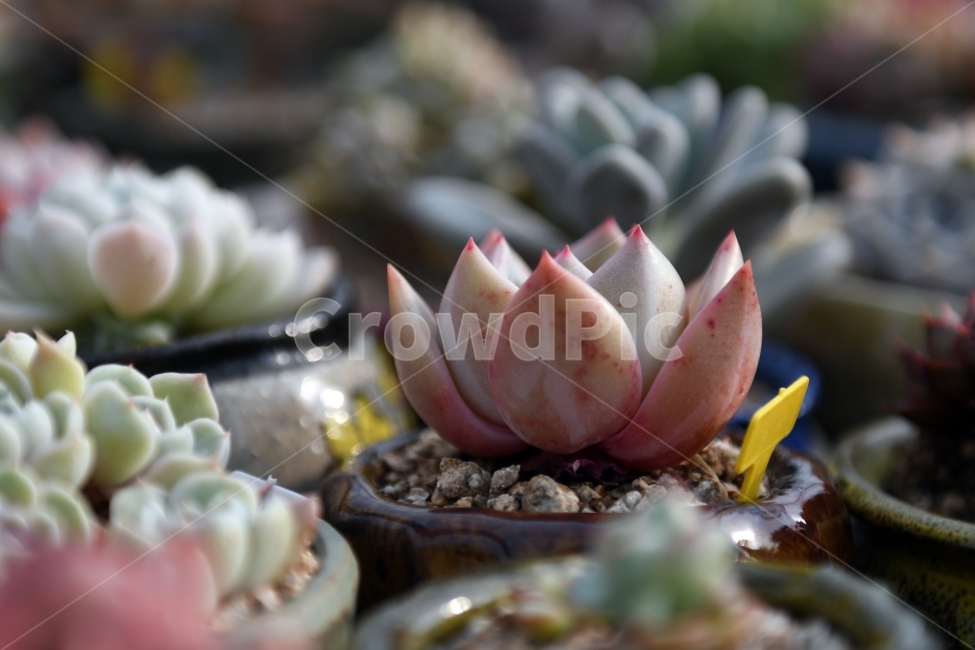 다육이,다육,다육식물,화분,식물,화초,배경,자연,plants,취미,그린,환경,키우기,아름다운,화려한,생명,생활,background,식물,자연,plants,nature