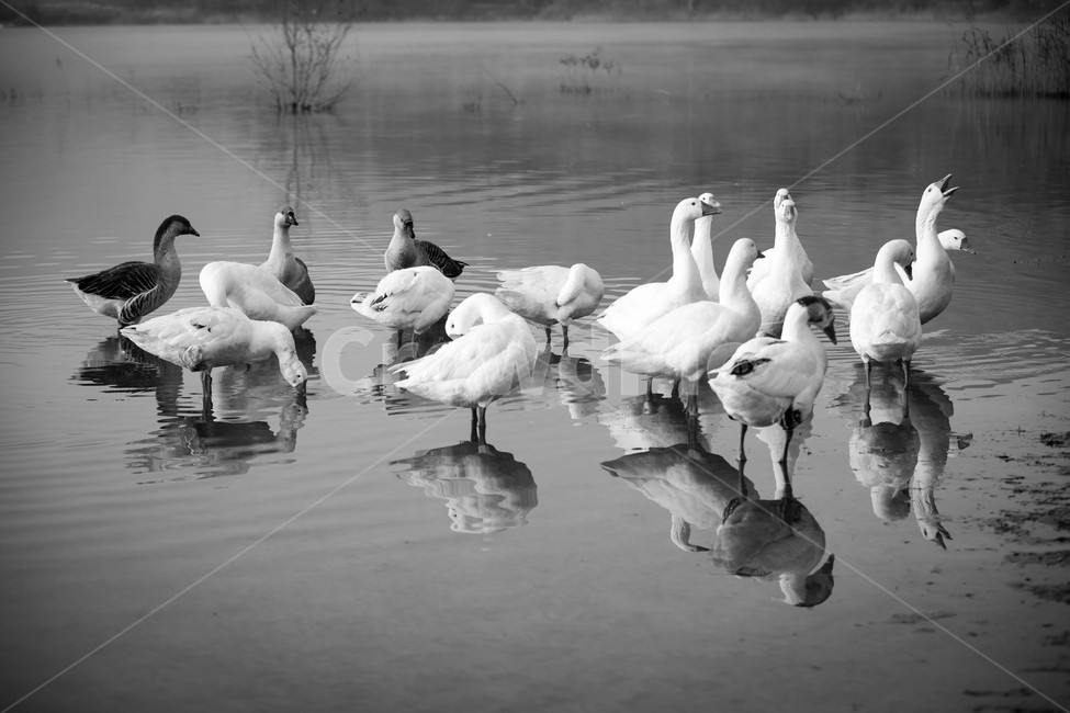 animal,bird,새,거위,호수,날개,동물,animal,조류,새,birds,흑백,모노톤,monochrome,black and white