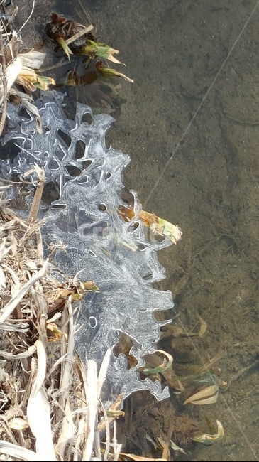 얼음,냇가,강가,겨울,추위,자연,살얼음,겨울,계절,winter,season