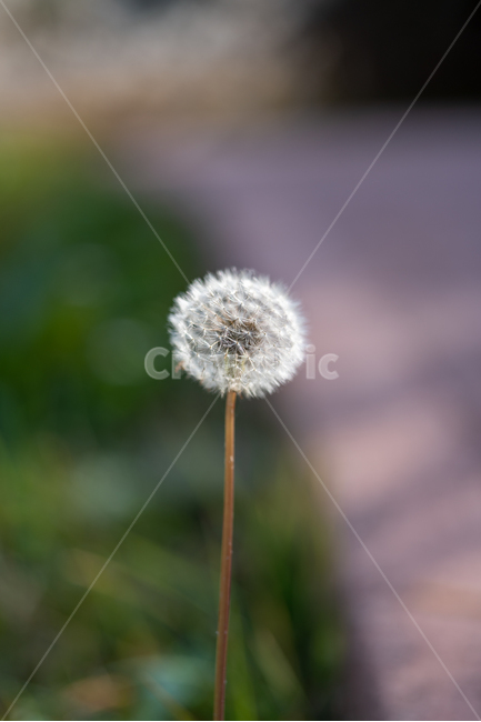 plant,식물,flower,blossom,꽃,식물,자연,plants,nature,꽃,flower