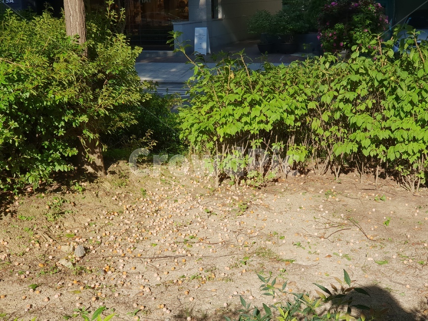 은행나무,은행,숲,산책,자연,식물,자연,plants,nature
