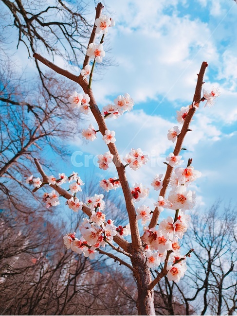 벚꽃,꽃,하늘,봄,나무,풍경,파란하늘,청명,분홍,식물,자연,plants,nature,꽃,flower