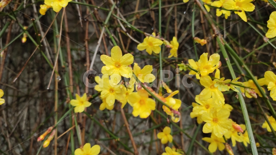 영춘화,중국원산,개나리의꽃,노란꽃,개나리,봄,봄꽃,blossom,plant,식물,flower,꽃