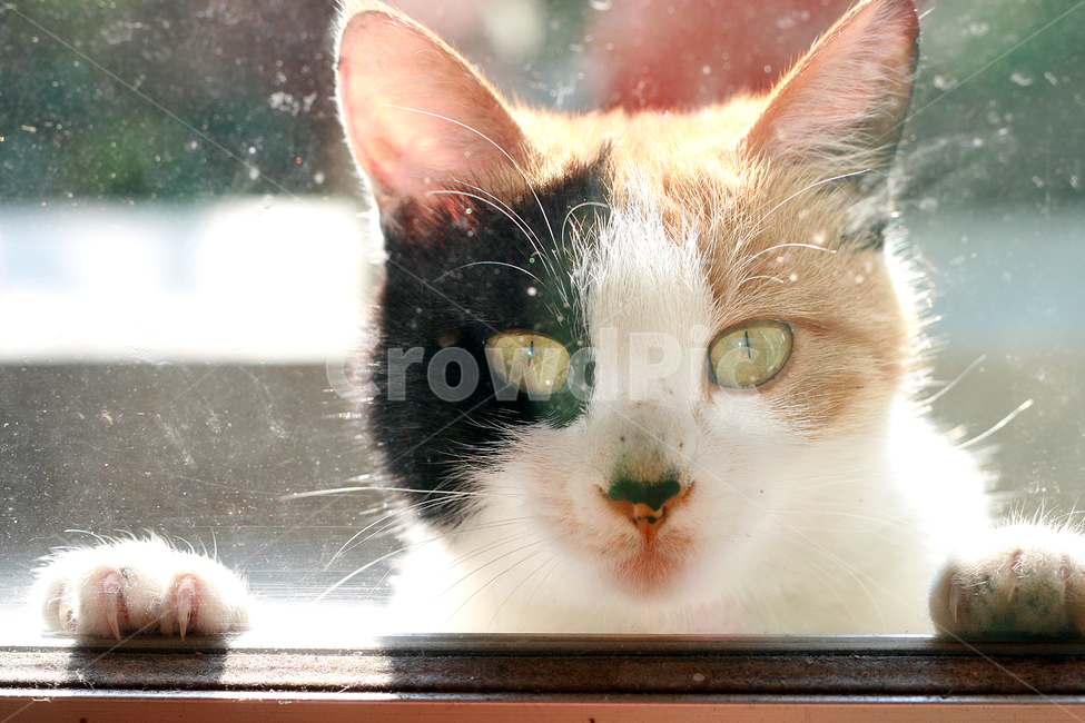 고양이,길냥이,cat,눈동자,동물,길고양이,동물,animal,포유류,mammal,고양이,cat,kitten,kitty,감성,sensible,feeling